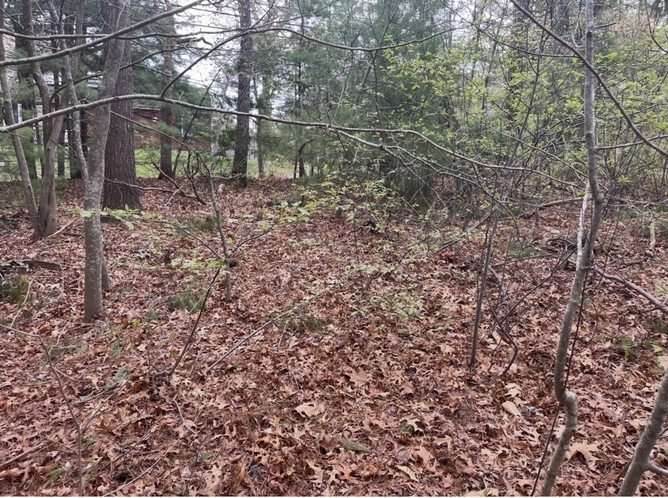 Land in Wareham 5