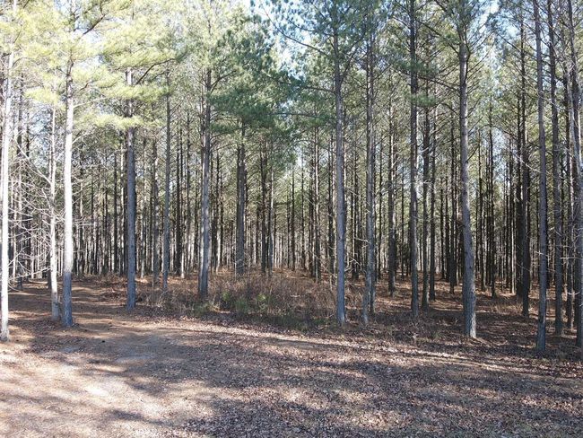 80 High Point Ln, Home with 0 bedrooms, 0 bathrooms and null parking in Jasper TN | Image 116