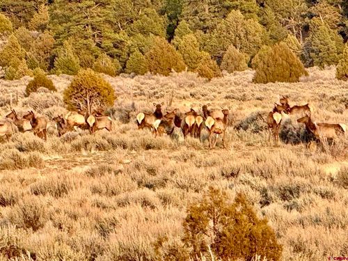 wilderness-ranch-000 96 & 595 Highway, Regina, NM, 87046 | Card Image