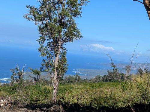 87-1081 Haleili Rd, Captain Cook, HI, 96704 | Card Image