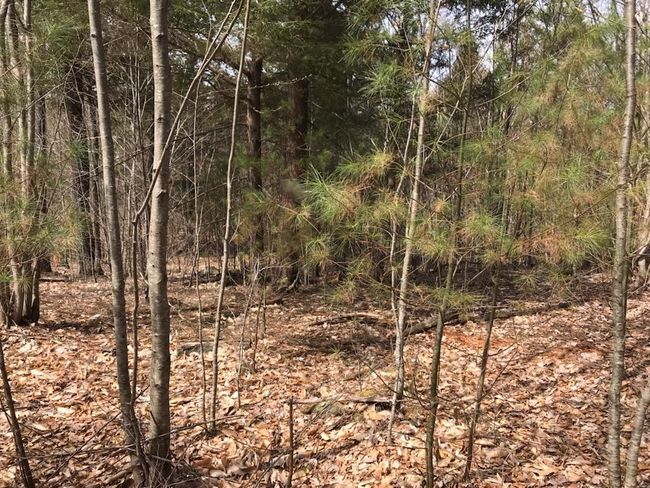 305 Middleton Rd, Home with 0 bedrooms, 0 bathrooms and null parking in Milton NH | Image 5