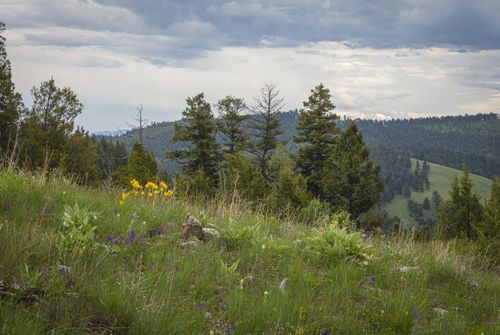 10 & 11 Tract, Bull Elk, Drummond, MT, 59832 | Card Image