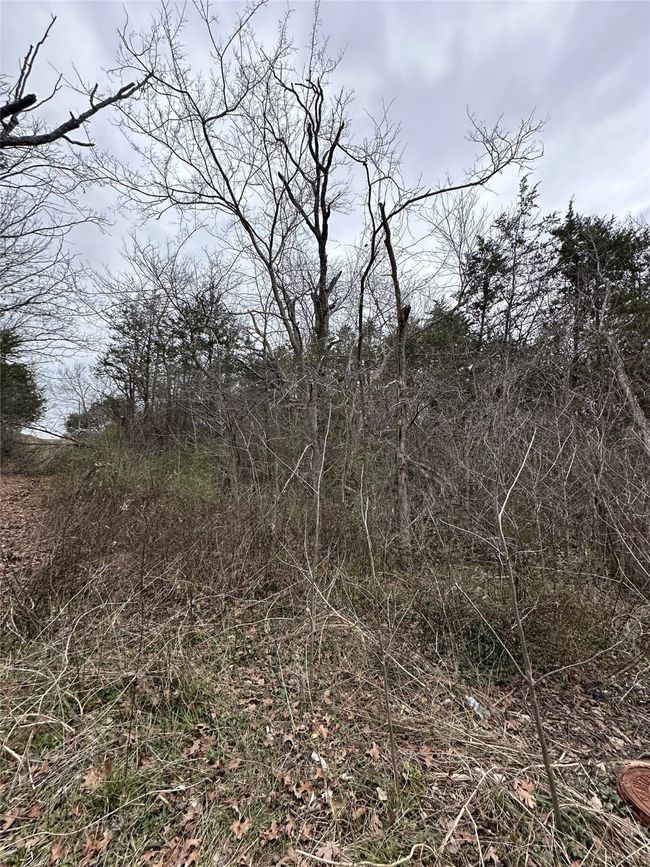View of local wilderness | Image 11