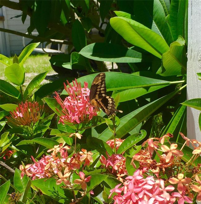 Butterfly | Image 53