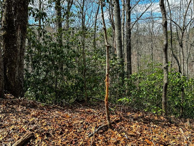6 | Image 6