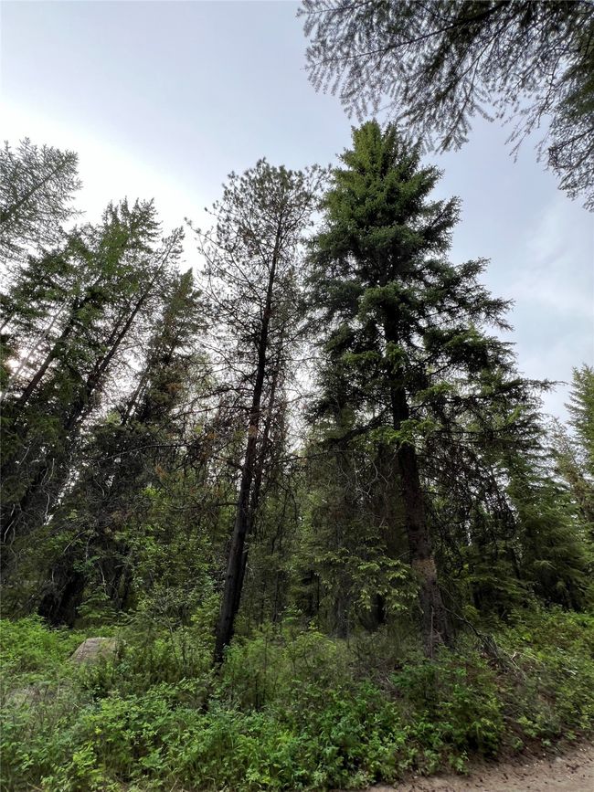 mature Douglas Fir - many marketable | Image 120