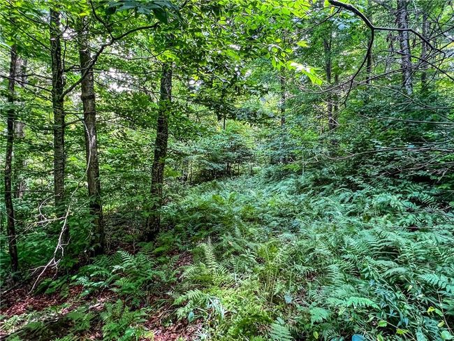 22+ Acres | Image 21
