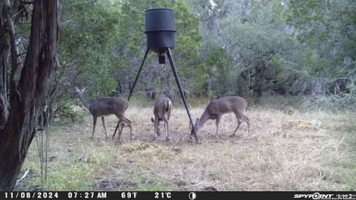 890 County Road 246, Hondo, TX, 78861-6447 | Card Image