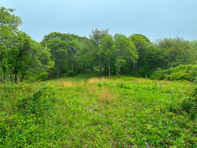 0 Jeffers Way, Home with 0 bedrooms, 0 bathrooms and null parking in Chilmark MA | Image 17