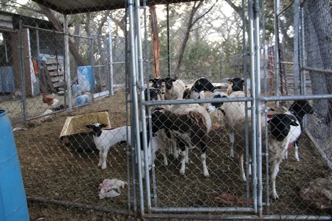 There are sheep, a donkey and miniature horse on the property - please keep the front gate closed! | Image 31