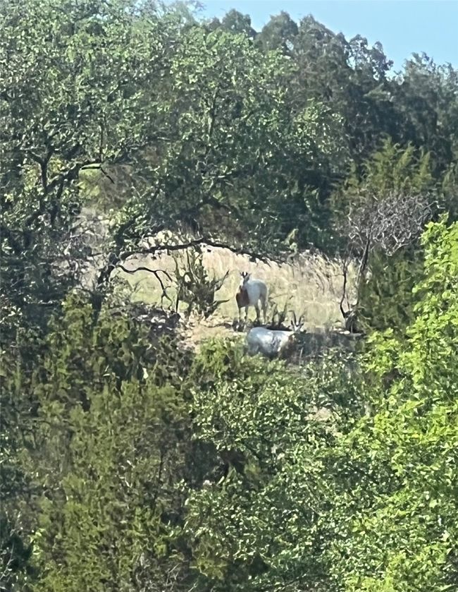 View of nature featuring a forest view | Image 22