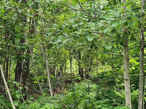 Lot B Blackberry Lane, Buckfield, ME, 04220 | Card Image