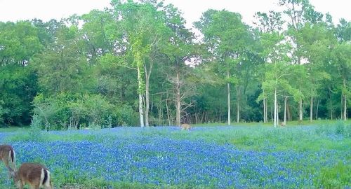 8318 Timber Bridge Ln, Chappell Hill, TX, 77426-1008 | Card Image