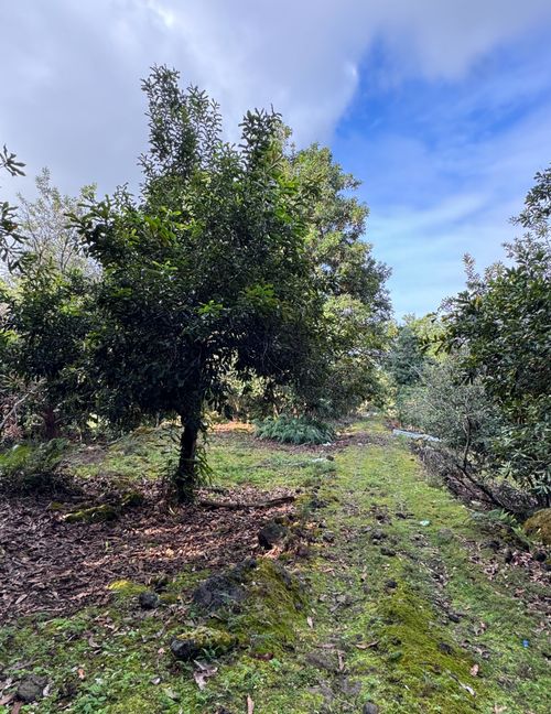 84-5052 Mamalahoa Hwy, CAPTAIN COOK, HI, 96704-8405 | Card Image