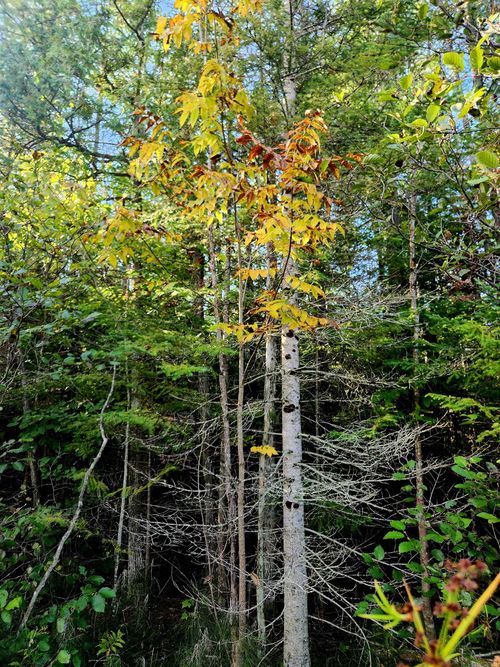 0 State Rd, Kalkaska, MI, 49646 | Card Image