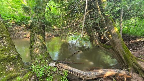 10550 Flagg River Rd, Port Wing, WI, 54865 | Card Image