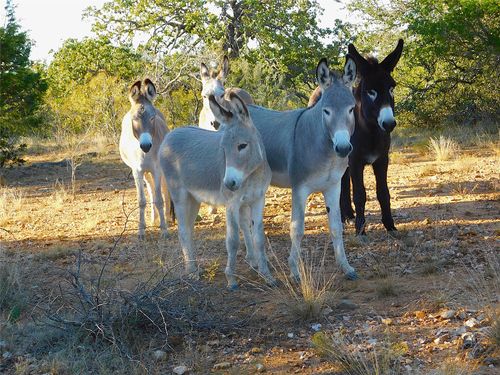 Tract 4 County Road 131, Brownwood, TX, 76801 | Card Image