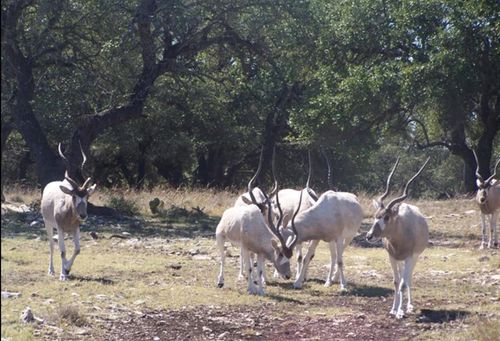 00 State Highway 41, Rocksprings, TX, 78880 | Card Image