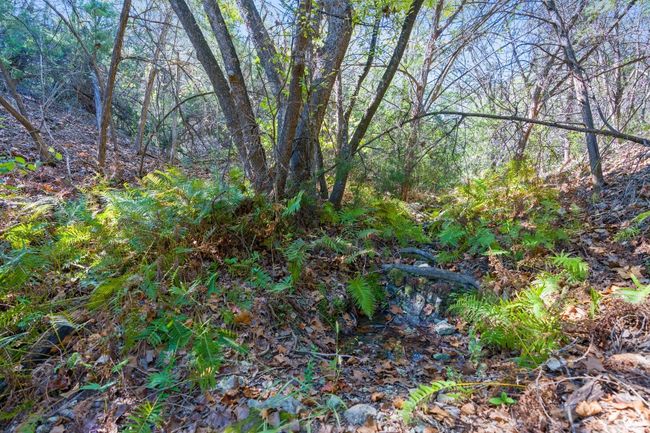 The area at the back of the lot is thick with lush ferns | Image 6