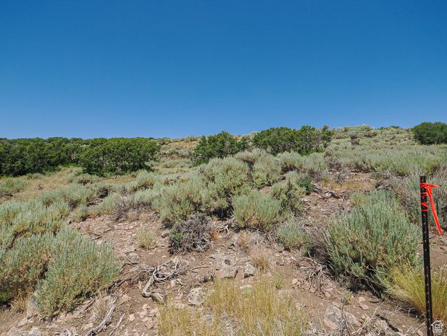 View of local wilderness | Image 4
