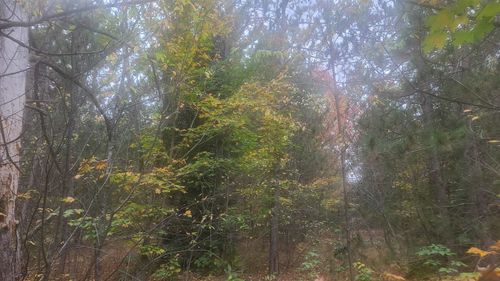 1 Cedar River Rd, Mancelona, MI, 49659 | Card Image