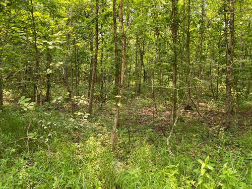 Lots 7 & 8 County Road 206, Alton, MO, 65606 | Card Image