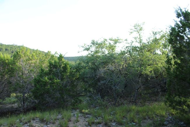 Oak trees on Lot and rear view | Image 31