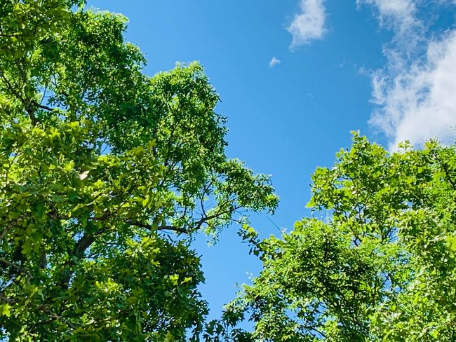 Hardwoods | Image 32