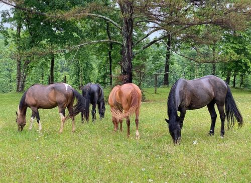 925 Bumpas Rd, Lawrenceburg, TN, 38464-4536 | Card Image