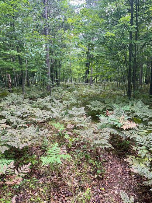 43 Deerpath Trail Way, Danbury, WI, 54830 | Card Image