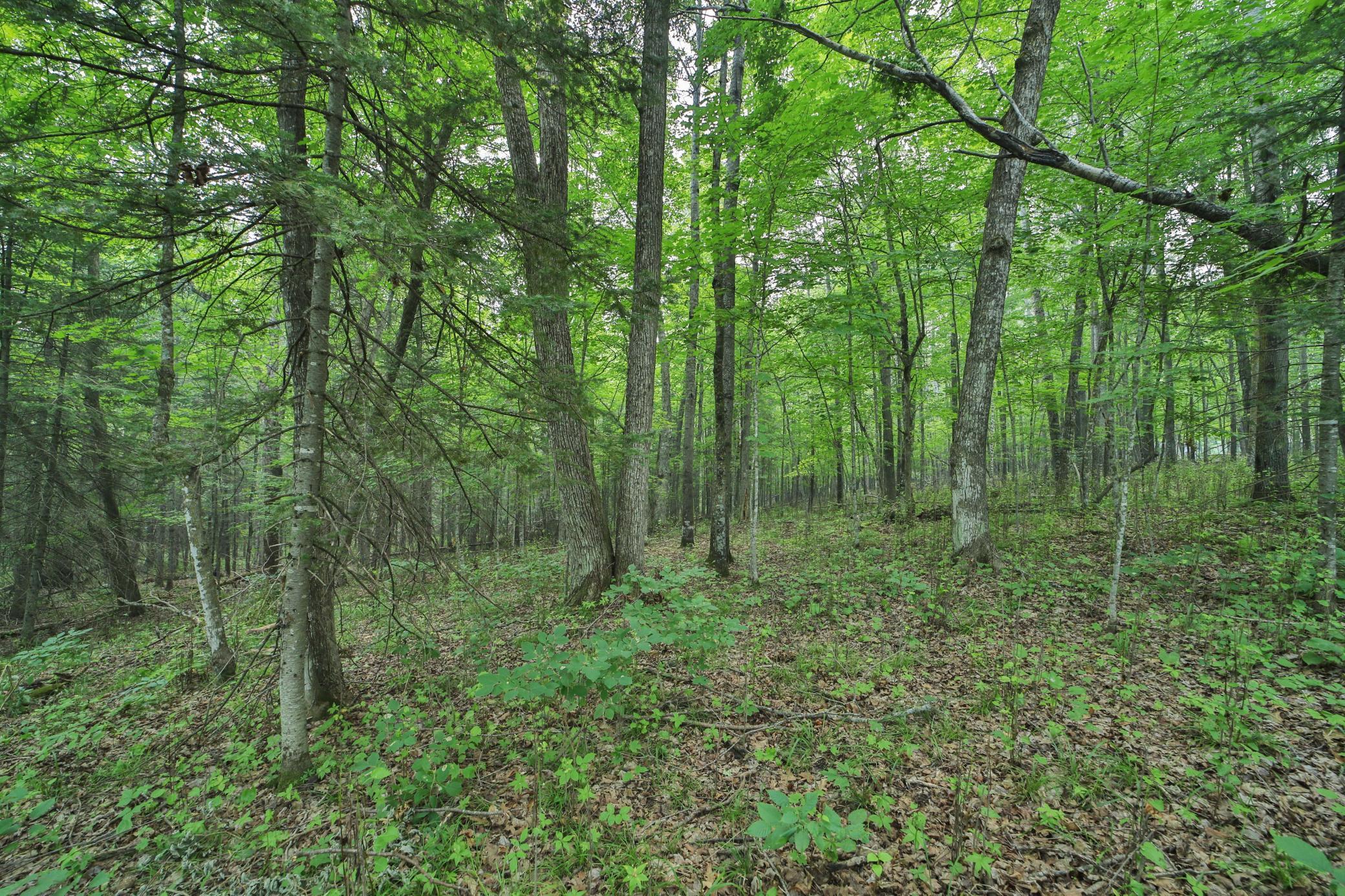 Land in McGregor 4