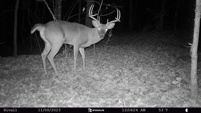 23.11.08 - Buck (Big wide 8) 3 | Image 10