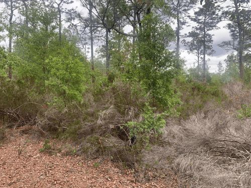 0 Somerset Ave, Interlachen, FL, 32148 | Card Image