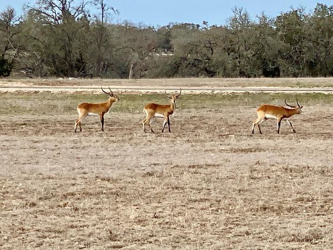 104 - Lot 104 Oryx View Dr, Home with 0 bedrooms, 0 bathrooms and null parking in Harper TX | Image 15