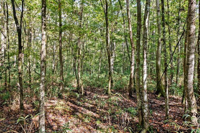 HFL_OSBORNE TRACT-26 | Image 28