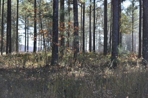 0 Split Rail Way, Guild, TN, 37340 | Card Image