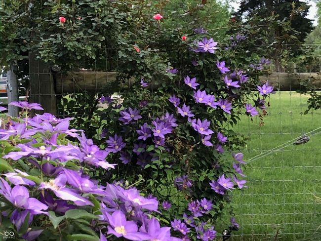 Beautiful Clematis along the fence | Image 27
