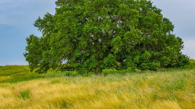7101 Boehnemann Rd, Home with 3 bedrooms, 4 bathrooms and 2 parking in Brenham TX | Image 38