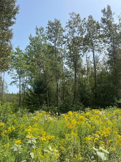 312 Fowler Road Crossroad, Woodland, ME, 04736 | Card Image