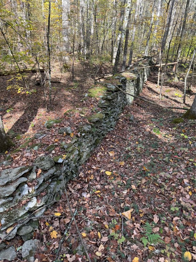 View of wooded area | Image 6