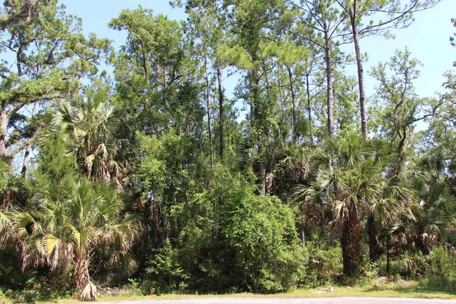 1 Hobbs Way, Home with 0 bedrooms, 0 bathrooms and null parking in ST MARKS FL | Image 13