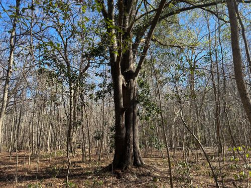0 Manning Hwy, Kingstree, SC, 29556 | Card Image