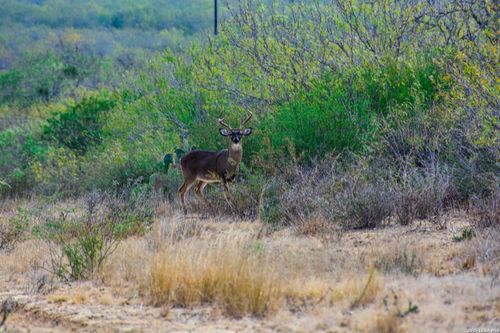 000 Easement Road, Laredo, TX, 78045 | Card Image