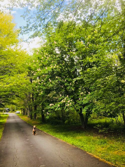 15 Cottage Lane, Windsor Junction, NS, B2T1G7 | Card Image