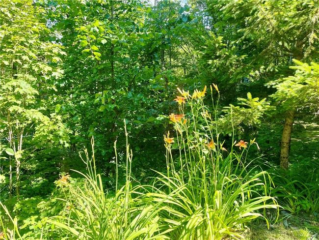 View of nature | Image 14