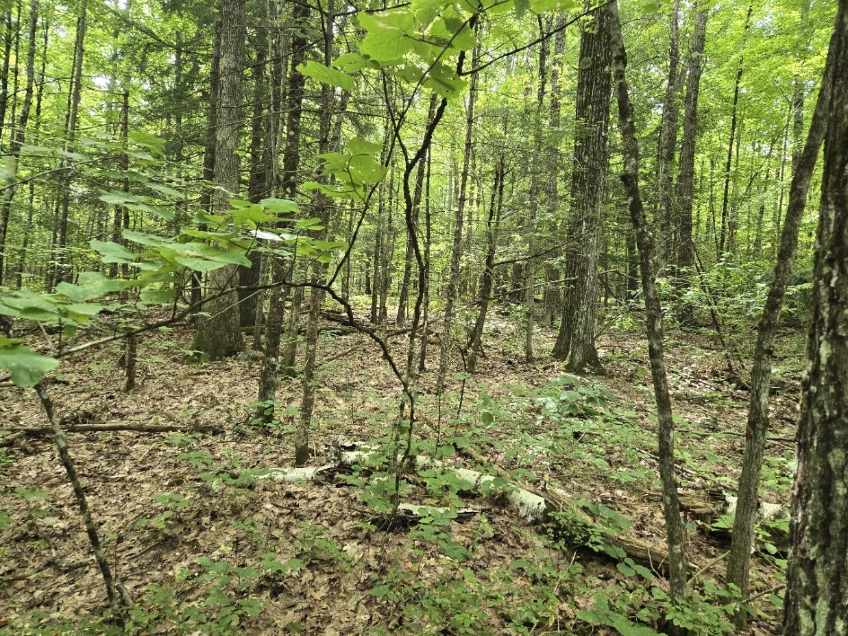 Land in Rockingham 5