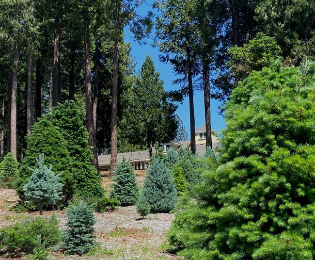 From the Christmas tree farm looking up toward the back of the home. | Image 14