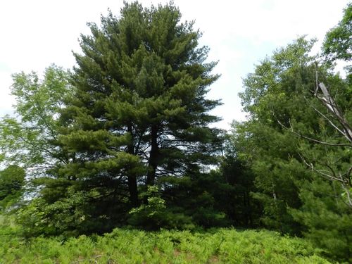 000 Riley, Green Lake Township, MI, 49463 | Card Image