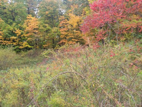 74032 Ridgeway, Lawton, MI, 49065-9273 | Card Image