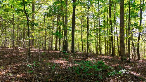 138 Rack Rd, Bon Aqua, TN, 37025 | Card Image